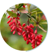 Berberine HCL